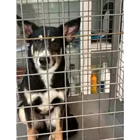 Foto dell\'animale cane - Matr. 2021/0327 - Microchip 380260004903039