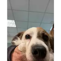 Foto dell\'animale cane - Matr. 2021/0330 - Microchip 380260004903122
