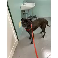 Foto dell\'animale cane - Matr. 2021/0047 - Microchip 380260044449498