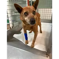 Foto dell\'animale cane - Matr. 2021/0332 - Microchip 380260000382307