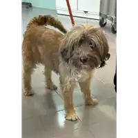 Foto dell\'animale cane - Matr. 2020/0030 - Microchip 380260042907133