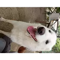 Foto dell\'animale cane - Matr. 2016/1012 - Microchip 380260042830943