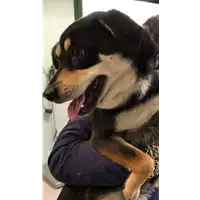 Foto dell\'animale cane - Matr. 2021/0334 - Microchip 380260044541543