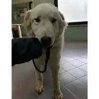 Foto dell\'animale cane - Matr. 2021/0336 - Microchip 380260044541861