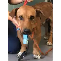 Foto dell\'animale cane - Matr. 2018/1688 - Microchip 380260042933255
