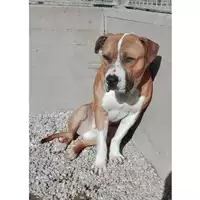 Foto dell\'animale cane - Matr. 2016/1794 - Microchip 380260042787510