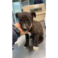 Foto dell\'animale cane - Matr. 2021/0341 - Microchip 380260044542013