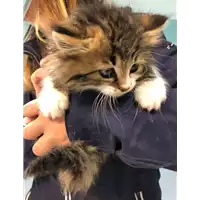 Foto dell\'animale gatto - Matr. 2021/0343 - Microchip 380260044541466