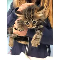Foto dell\'animale gatto - Matr. 2021/0344 - Microchip 380260044541595