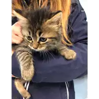 Foto dell\'animale gatto - Matr. 2021/0345 - Microchip 380260044541965