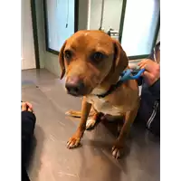 Foto dell\'animale cane - Matr. 2021/0347 - Microchip 380260044541315
