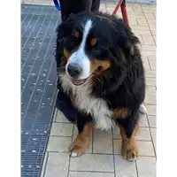 Foto dell\'animale cane - Matr. 2021/0349 - Microchip 380260004184201