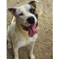 Foto dell\'animale cane - Matr. 2021/0356 - Microchip 380260044541971