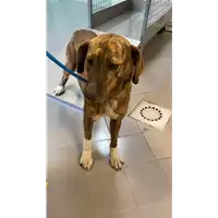 Foto dell\'animale cane - Matr. 2021/0351 - Microchip 380260044541267