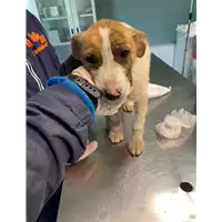 Foto dell\'animale cane - Matr. 2021/0352 - Microchip 380260044541175