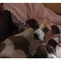 Foto dell\'animale cane - Matr. 2021/0353 - Microchip 380260044541656