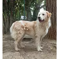 Foto dell\'animale cane - Matr. 2016/0723 - Microchip 380260042835489