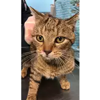 Foto dell\'animale gatto - Matr. 2021/0360 - Microchip 380260044542078