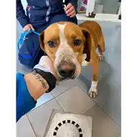 Foto dell\'animale cane - Matr. 2021/0362 - Microchip 380260044542091