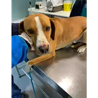 Foto dell\'animale cane - Matr. 2021/0363 - Microchip 380260044541718