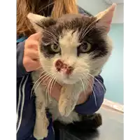 Foto dell\'animale gatto - Matr. 2021/0364 - Microchip 380260044541915