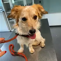 Foto dell\'animale cane - Matr. 2020/0401 - Microchip 380260043853927