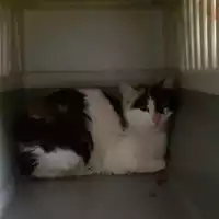 Foto dell\'animale gatto - Matr. 2021/0367 - Microchip 380260044551428