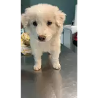 Foto dell\'animale cane - Matr. 2021/0370 - Microchip 380260044541532