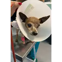 Foto dell\'animale cane - Matr. 2021/0369 - Microchip 380260044541906