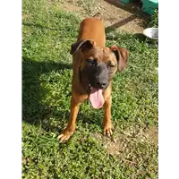 Foto dell\'animale cane - Matr. 2021/0371 - Microchip 380260044541432