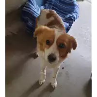 Foto dell\'animale cane - Matr. 2021/0289 - Microchip 380260044541181