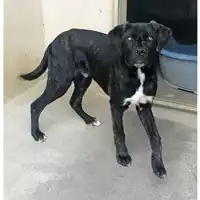 Foto dell\'animale cane - Matr. 2021/0374 - Microchip 380260044541576