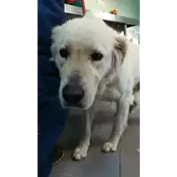 Foto dell\'animale cane - Matr. 2021/0375 - Microchip 380260044541731