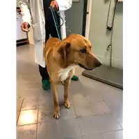 Foto dell\'animale cane - Matr. 2021/0376 - Microchip 380260044541505
