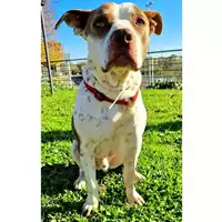 Foto dell\'animale cane - Matr. 2021/0379 - Microchip 380260044541554