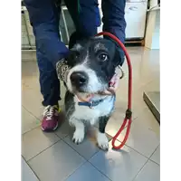 cane - Matr. 2021/0382 - Microchip 380260044542108