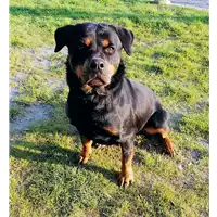Foto dell\'animale cane - Matr. 2019/1579 - Microchip 380260043844427