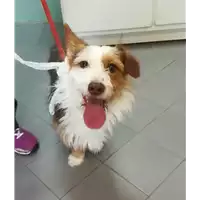 Foto dell\'animale cane - Matr. 2021/0383 - Microchip 380260101565662