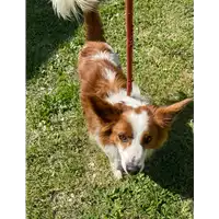 Foto dell\'animale cane - Matr. 2021/0385 - Microchip 380260042558085