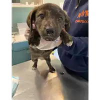 Foto dell\'animale cane - Matr. 2021/0388 - Microchip 380260044541792