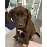 Foto dell\'animale cane - Matr. 2021/0389 - Microchip 380260044541848