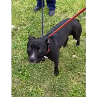 Foto dell\'animale cane - Matr. 2021/0387 - Microchip 380260044542039