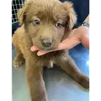 Foto dell\'animale cane - Matr. 2021/0392 - Microchip 380260044542009