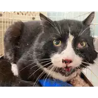 Foto dell\'animale gatto - Matr. 2021/0390 - Microchip 380260044541809