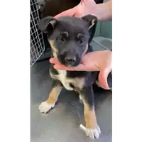 Foto dell\'animale cane - Matr. 2021/0393 - Microchip 380260044541819