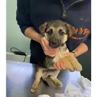 Foto dell\'animale cane - Matr. 2021/0394 - Microchip 380260044542064