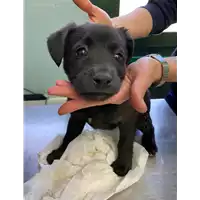 Foto dell\'animale cane - Matr. 2021/0395 - Microchip 380260044541852