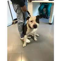 Foto dell\'animale cane - Matr. 2021/0397 - Microchip 380260101036582