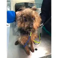 Foto dell\'animale cane - Matr. 2021/0398 - Microchip 380260040931435