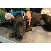 Foto dell\'animale cane - Matr. 2021/0400 - Microchip 380260044541252